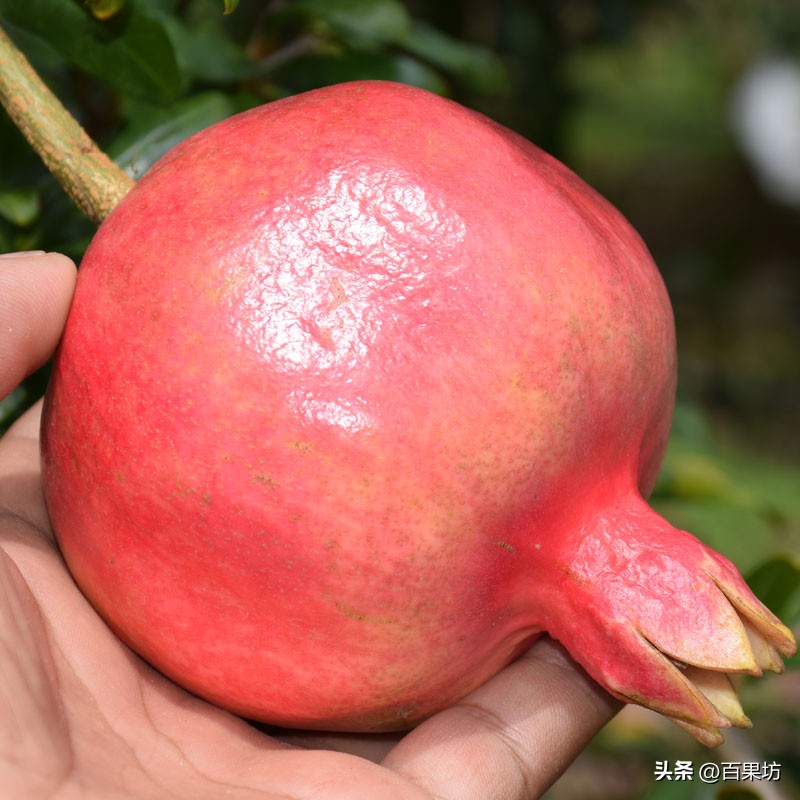 广州胭脂红石榴产地,石榴产地介绍视频