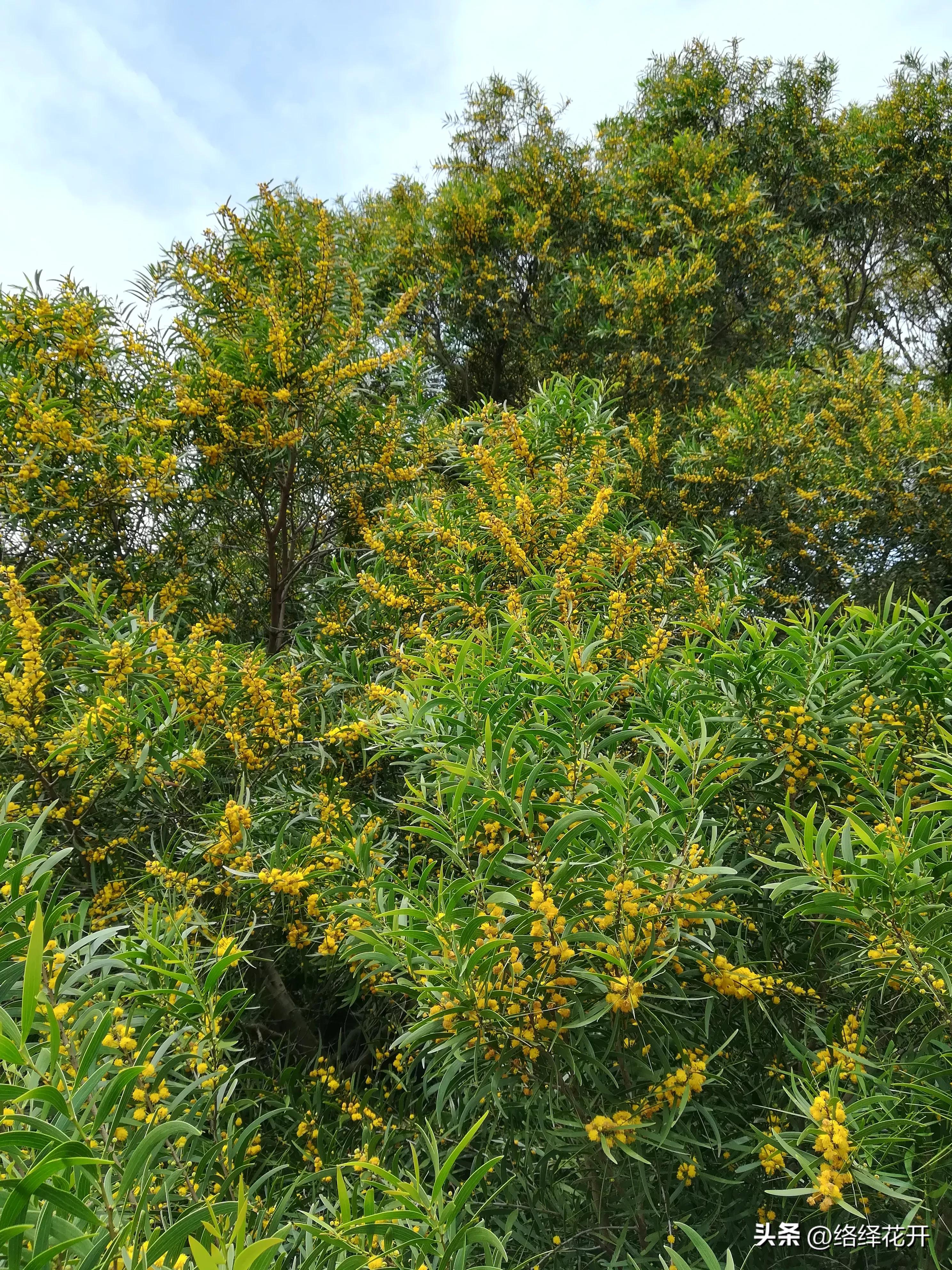 台湾相思,台湾相思花语