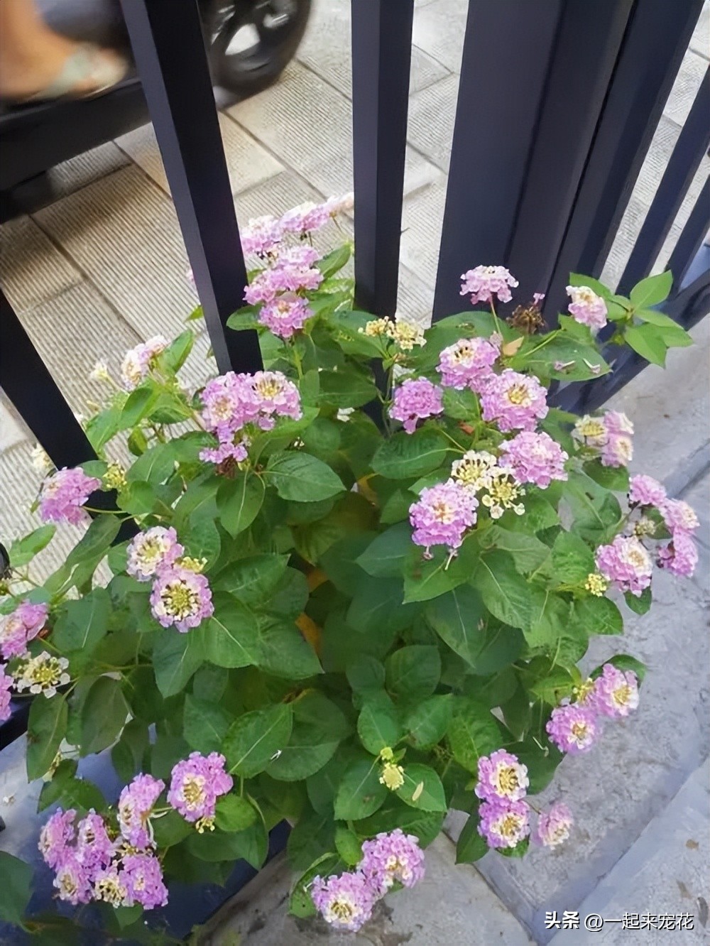 四季最好养的10种花,适合夏天养的3种花耐热又耐旱