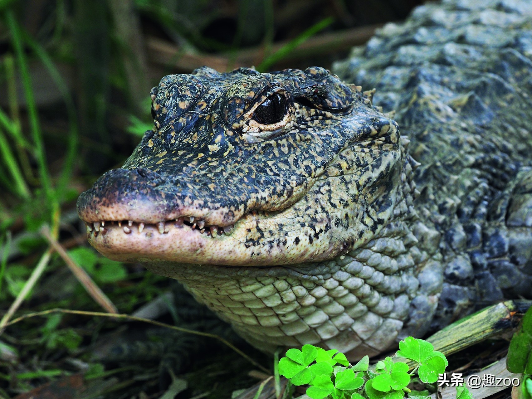 动物攻击力排行,十大攻击力最强动物