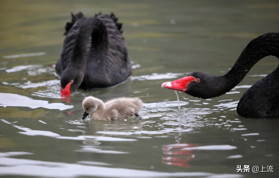 被黑天鹅打得措手不及,学校黑天鹅被学生拿