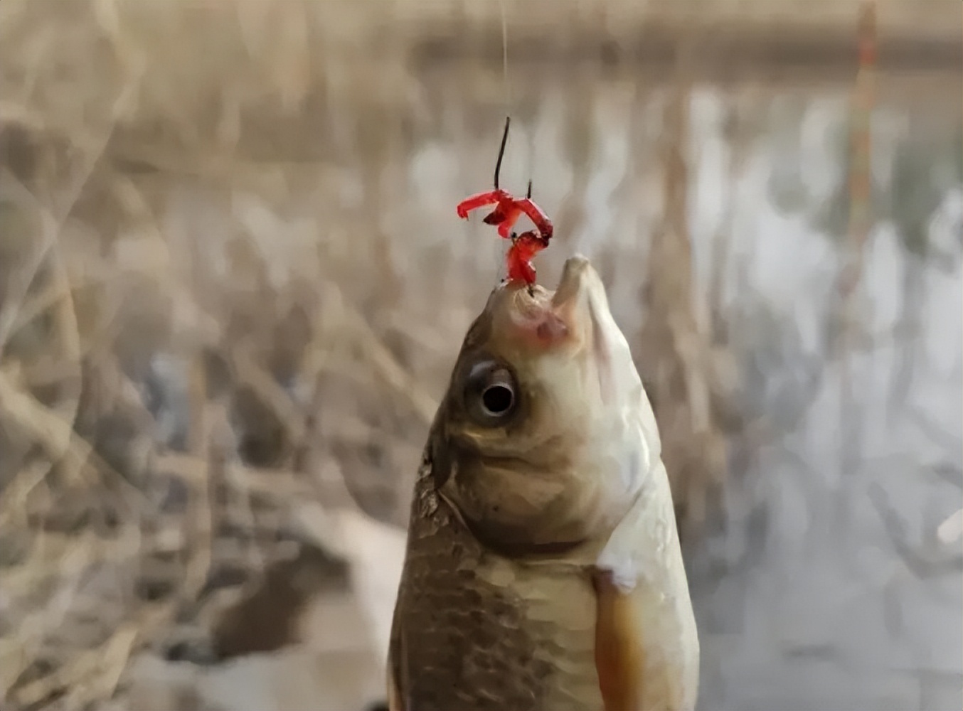 冬季能和红虫媲美的饵料,冬季红虫肉夹馍搭配什么饵料