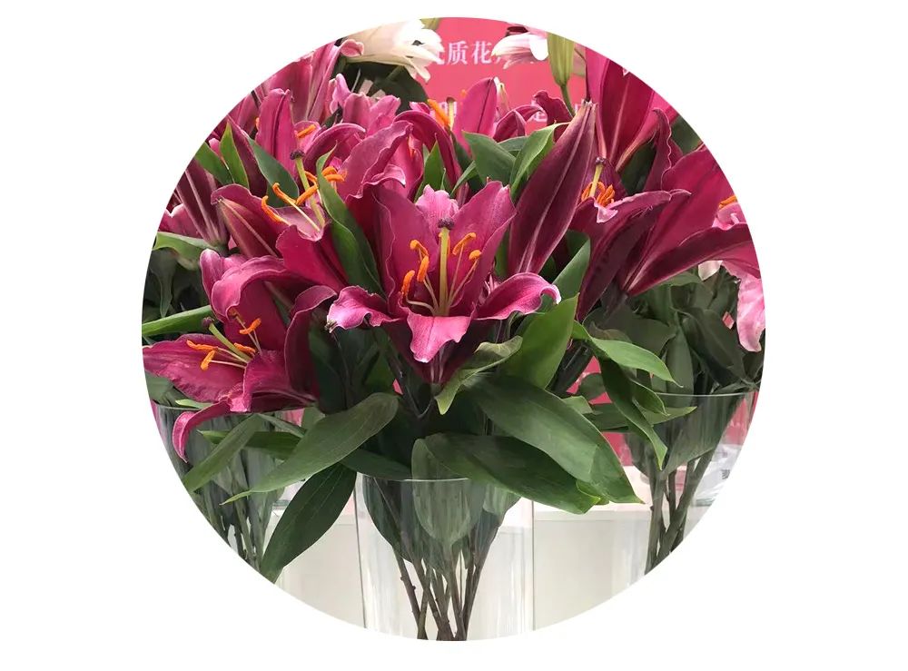 最美邂逅：百合博览园里美不胜收的名贵之花