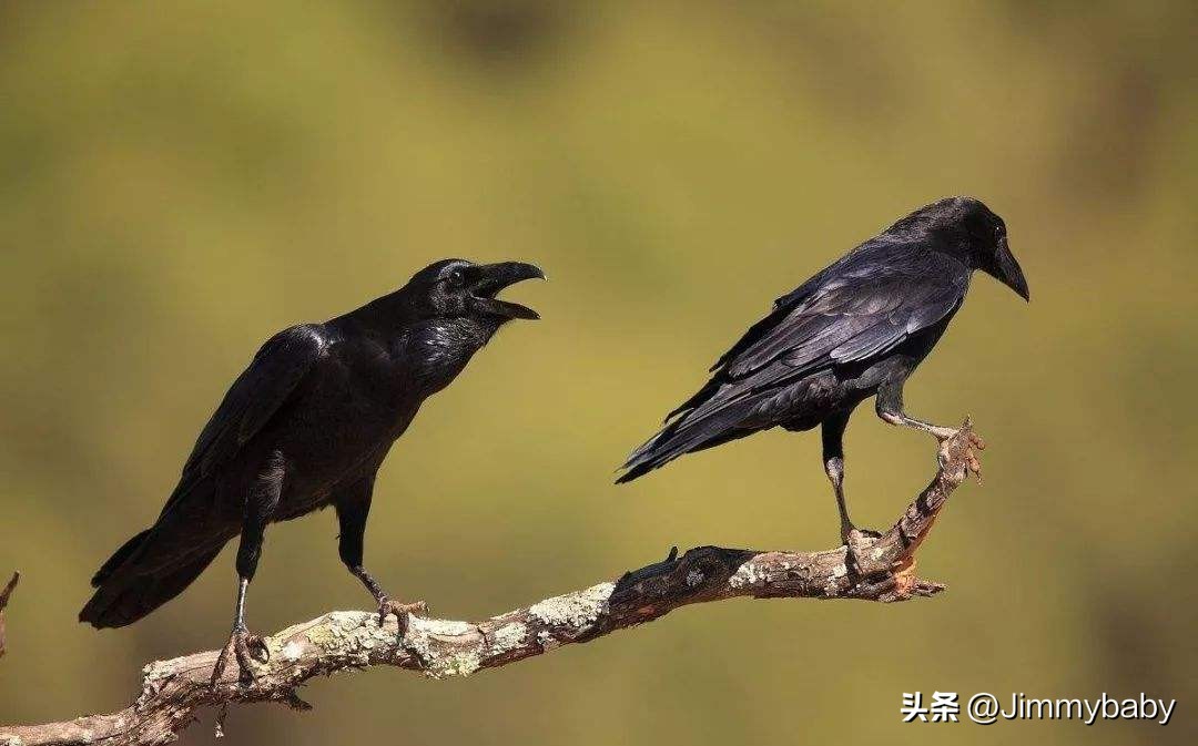 娓￠甫鏄笉涓圭殑鍥介笩,涓栫晫鍥介笩浼犲涔︾睄