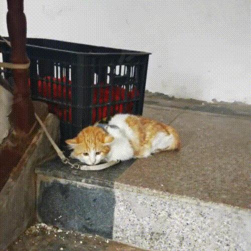 被主人拴着的猫,被邻居拴在楼道的小猫咪