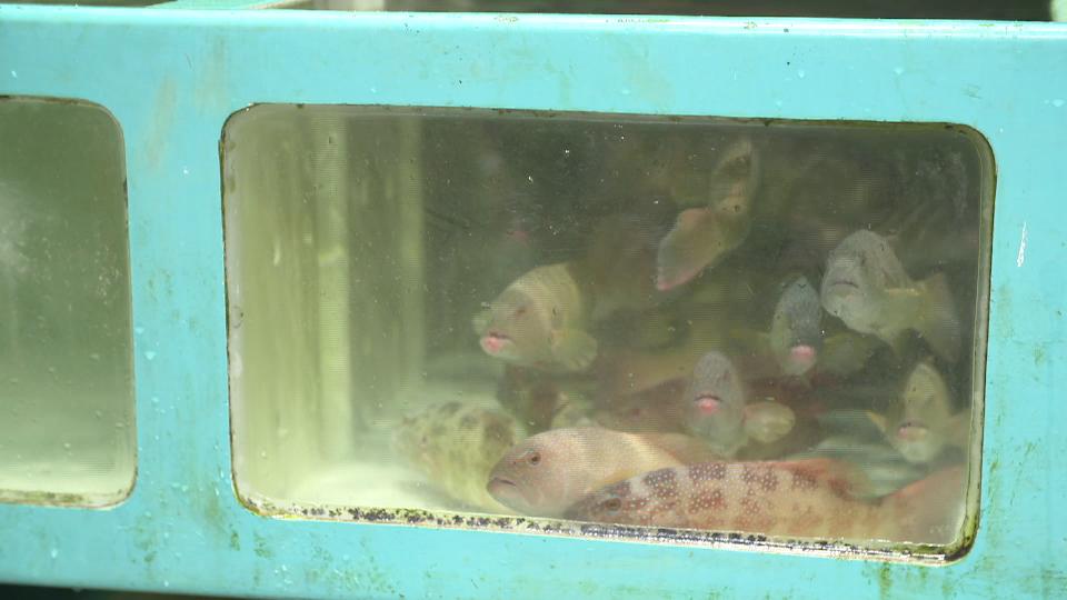 香港海域突现百万鲳鱼，背后原因令人唏嘘