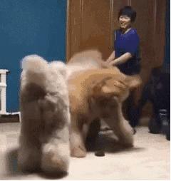 没救了，我家傻狗以为是我“亲生”的