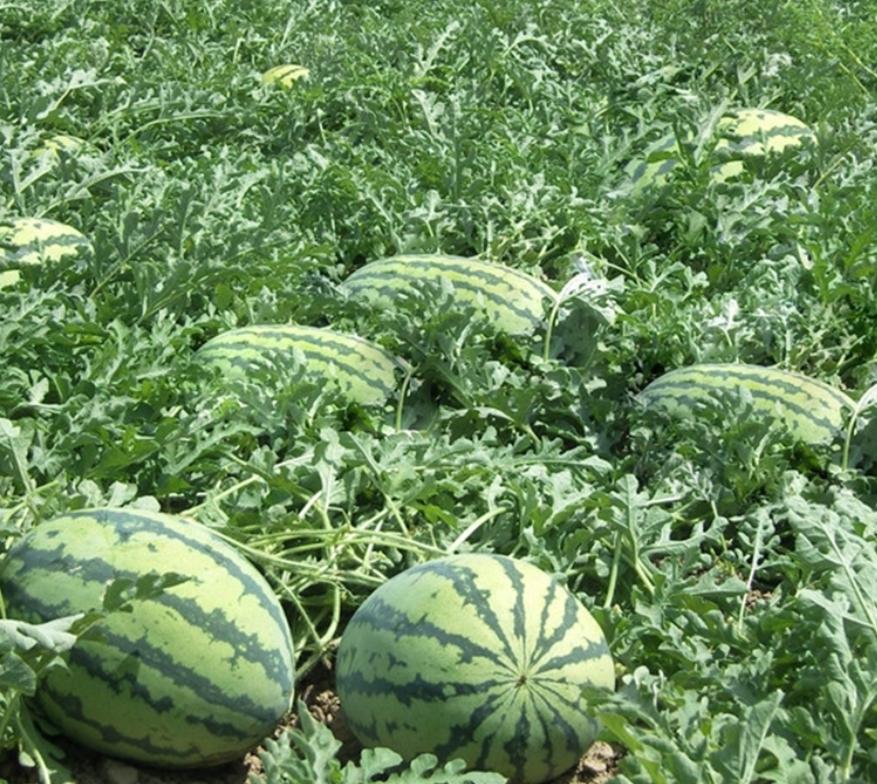 今年夏天最好吃的西瓜,10种最好吃的西瓜