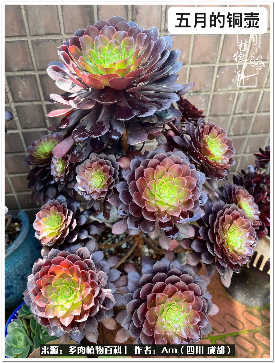 多肉小盆友生活多姿多彩,多肉小精灵福享不停