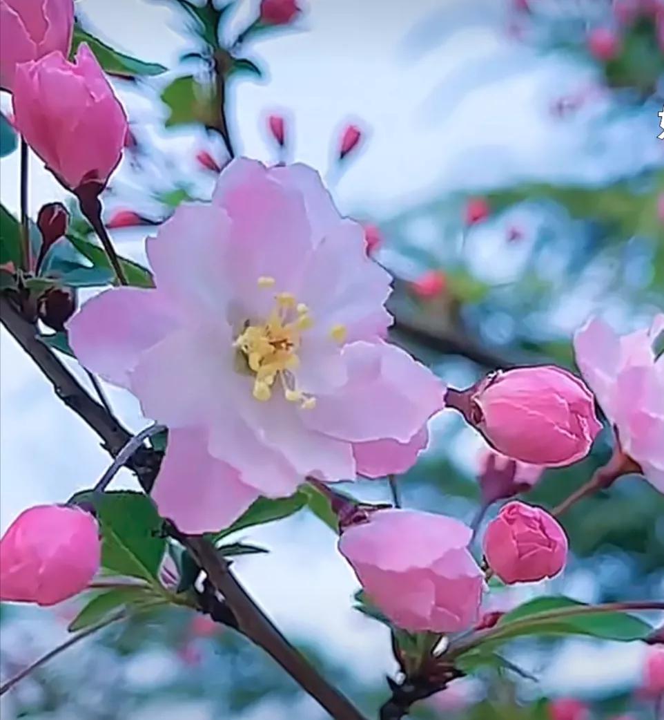 鲜花唯美摄影图片,雨后盛开的花朵摄影图片