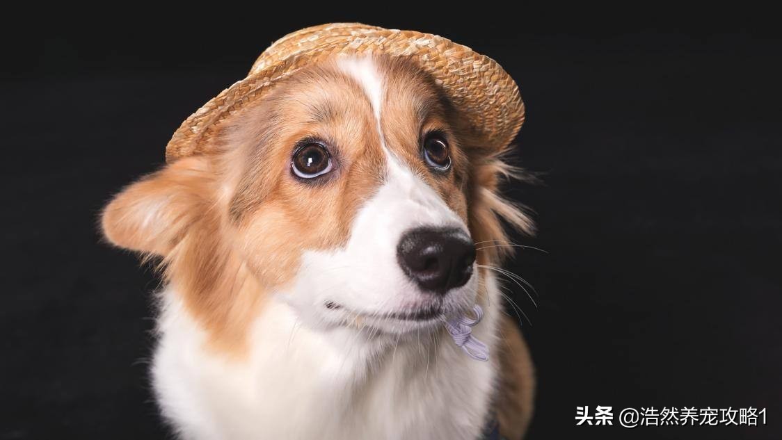 犬瘟热有什么症状和治疗方法,犬瘟热的初期症状及治疗方法