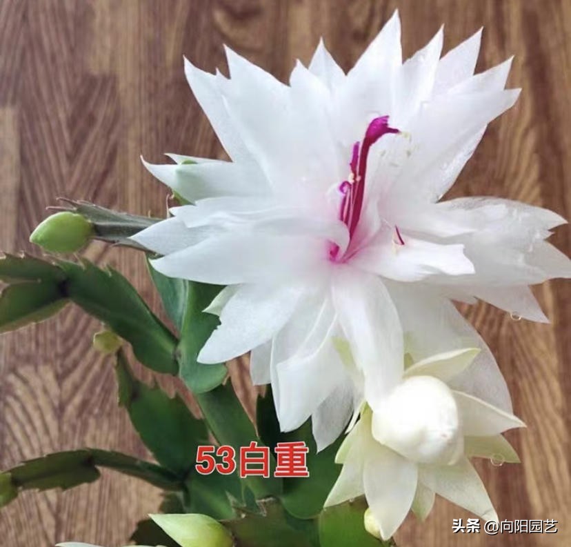 1元蟹爪兰价格,1万元的蟹爪兰图片