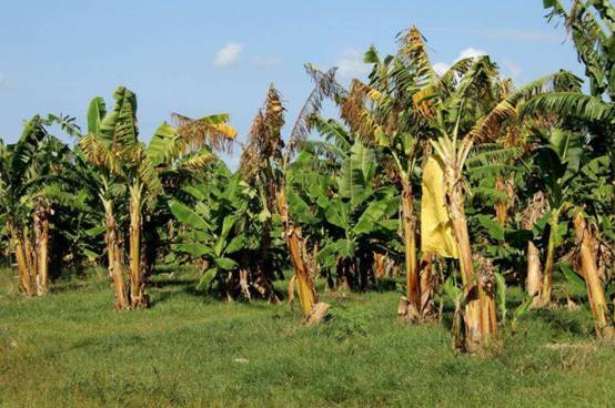 30年后再也吃不到香蕉了?科学家称香蕉“濒临灭绝”,是真的吗?