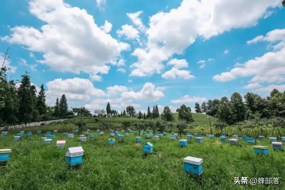 蜜蜂养殖的技巧和方法,蜜蜂养殖技术和技巧