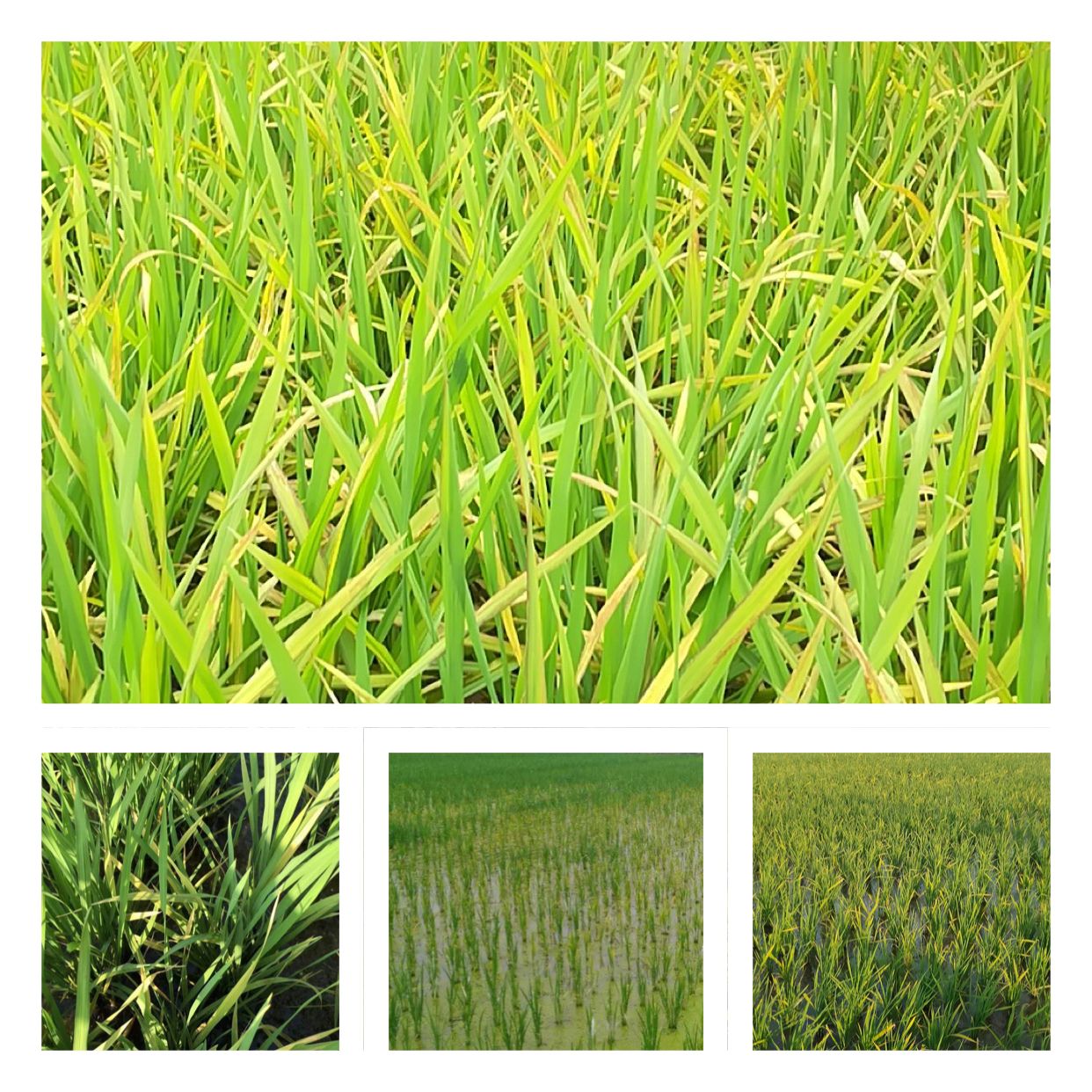 水稻稻苗发黄是什么病,水稻叶片发黄的原因及防治方法