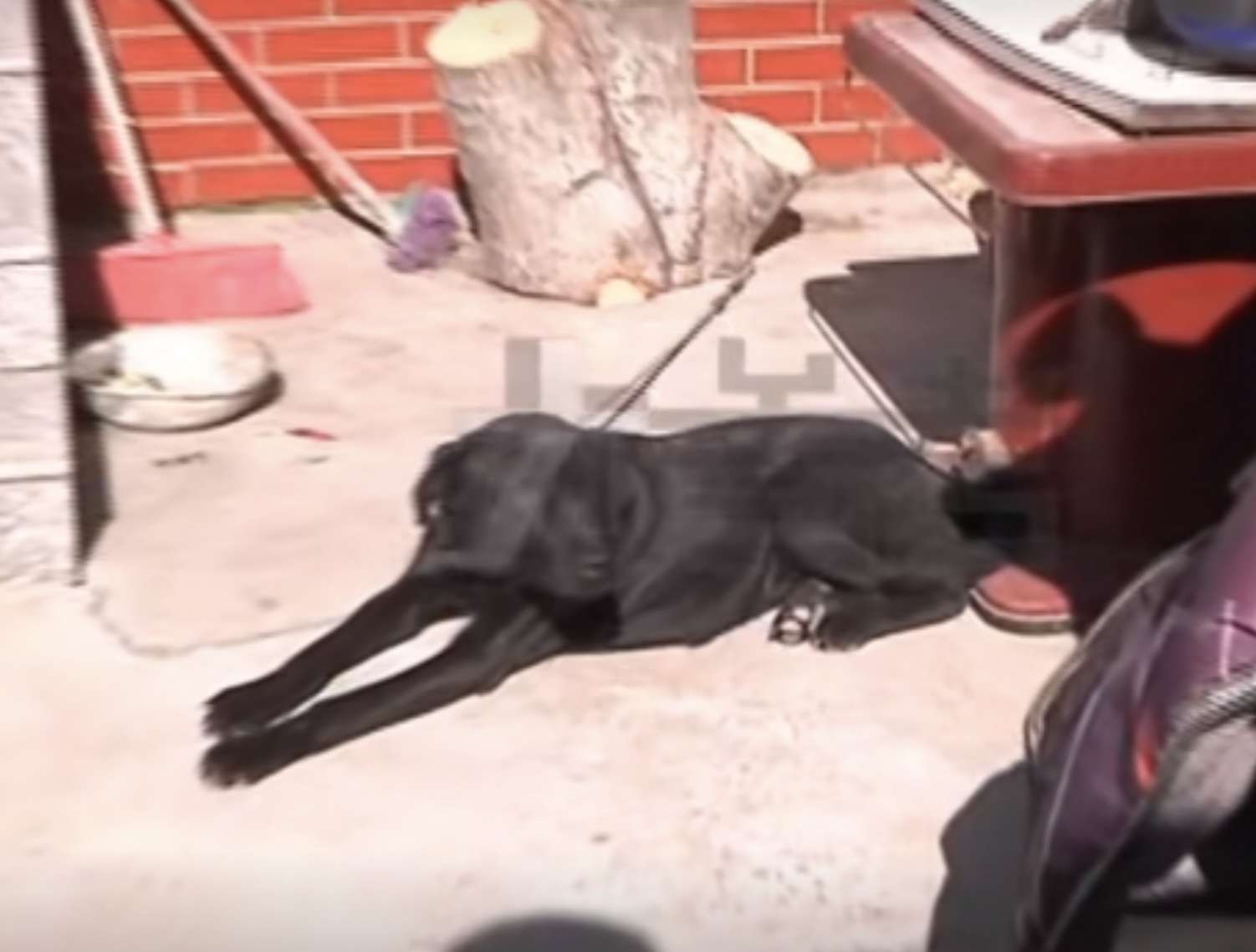 河南一男子开车用毒针射杀狗，村民吓得不敢动！毒狗针有多危险？