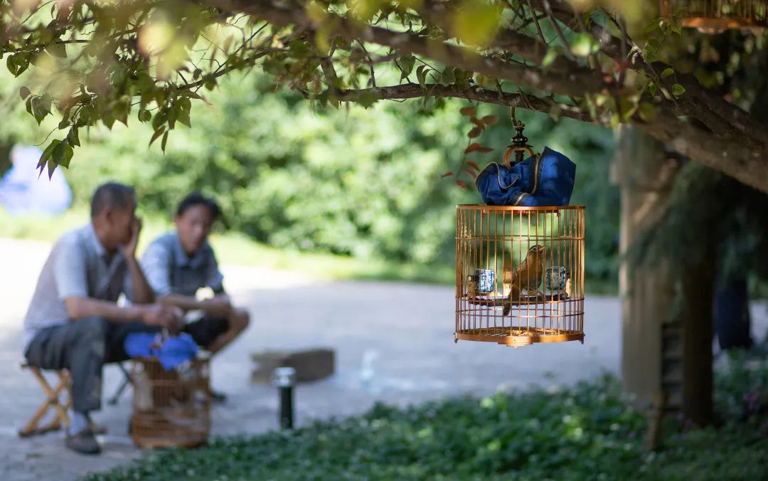 洛阳是宜居城市吗,洛阳是一个宜居城市吗