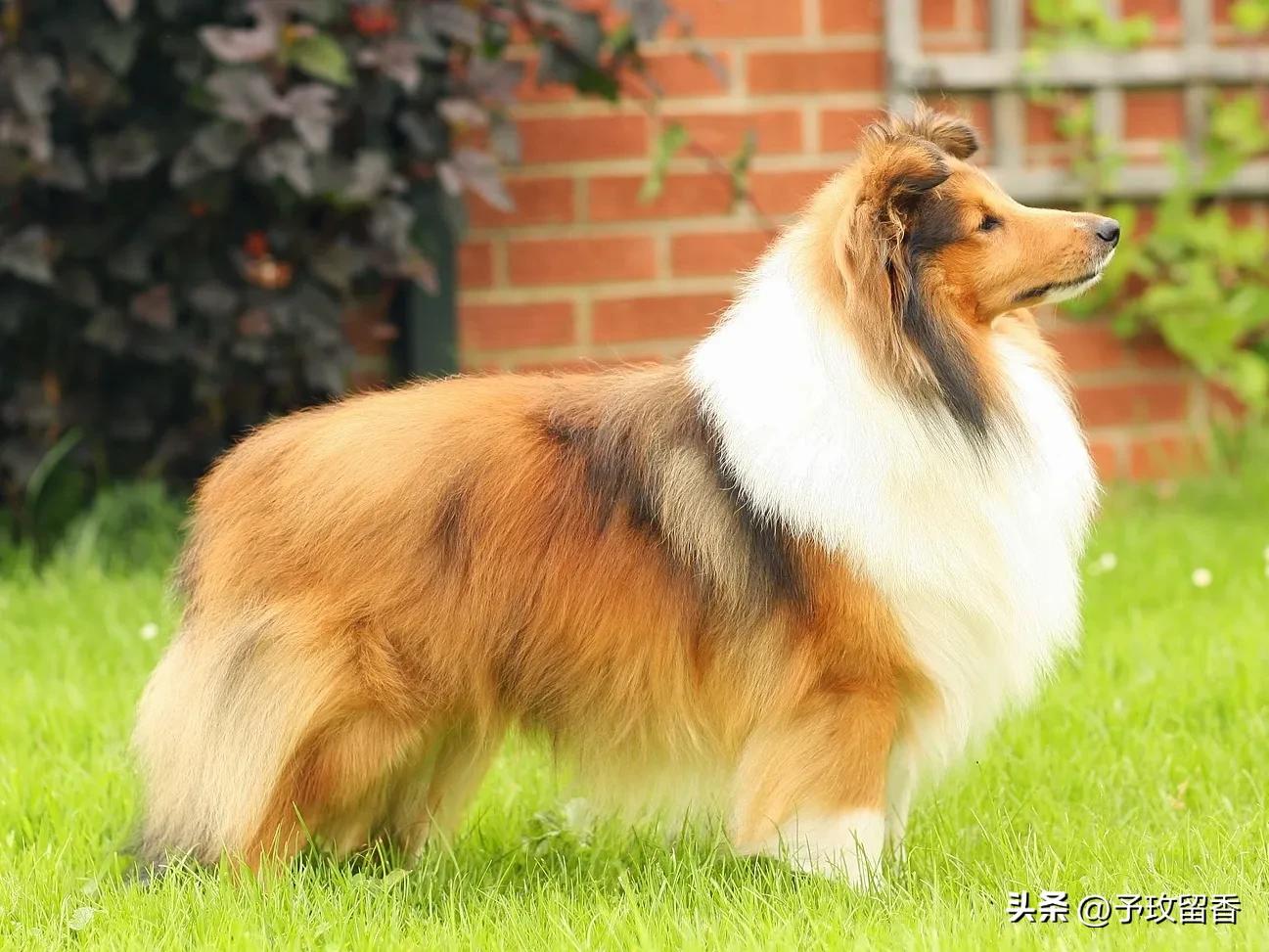 狗的种类常见宠物狗的品种及特点,宠物狗种类及特点