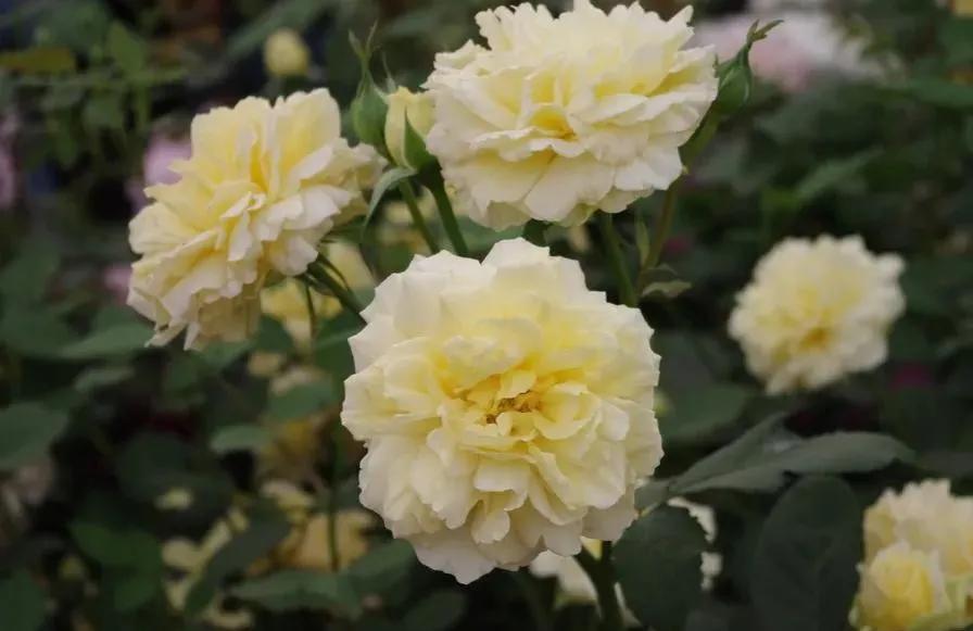 莫林爱尔兰奶油,莫林纽克斯在哪买