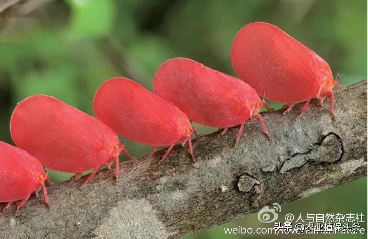 昆虫和害虫种类,昆虫和害虫的分类