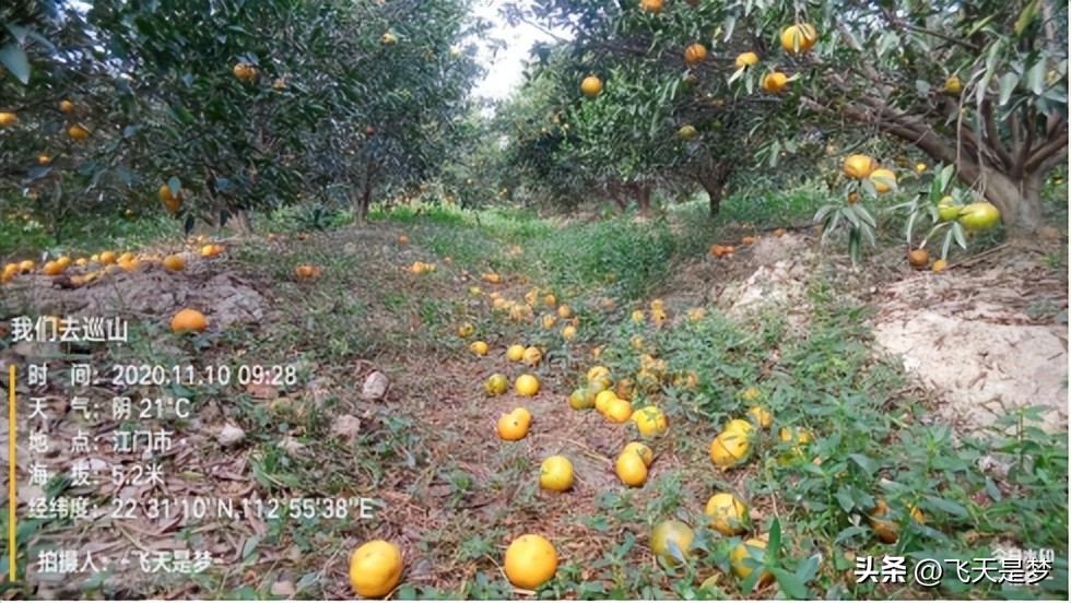 你的柑园布防果蝇未？