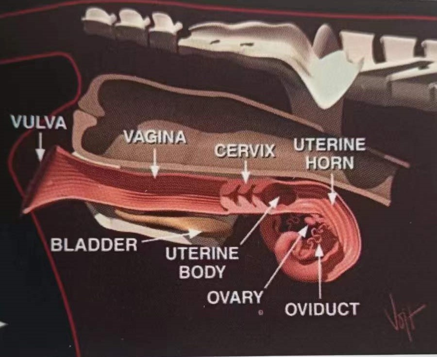 母牛生殖解剖过程,母牛生殖解剖学