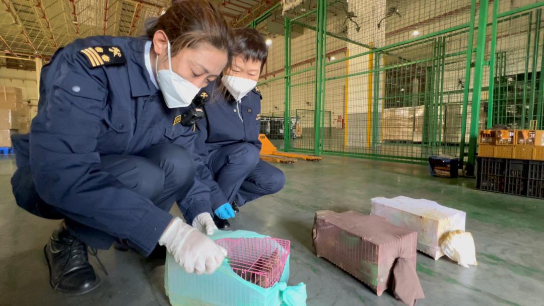 集装箱刮风响,集装箱传出敲击声