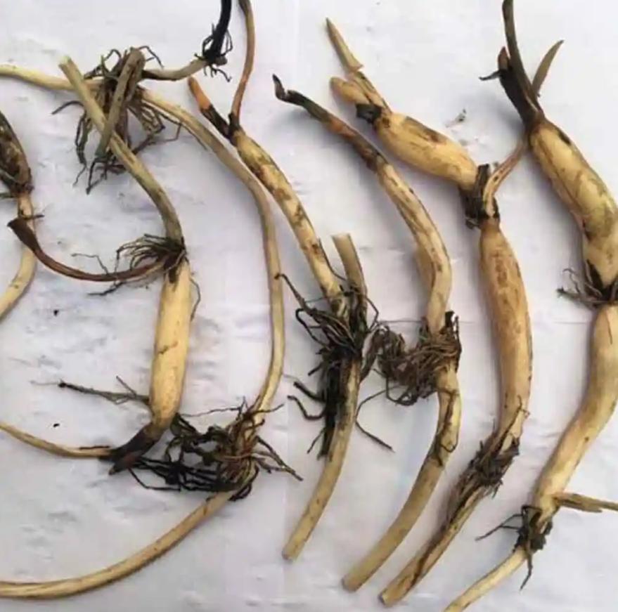 种植碗莲的时节,碗莲种植容器选择方法全过程