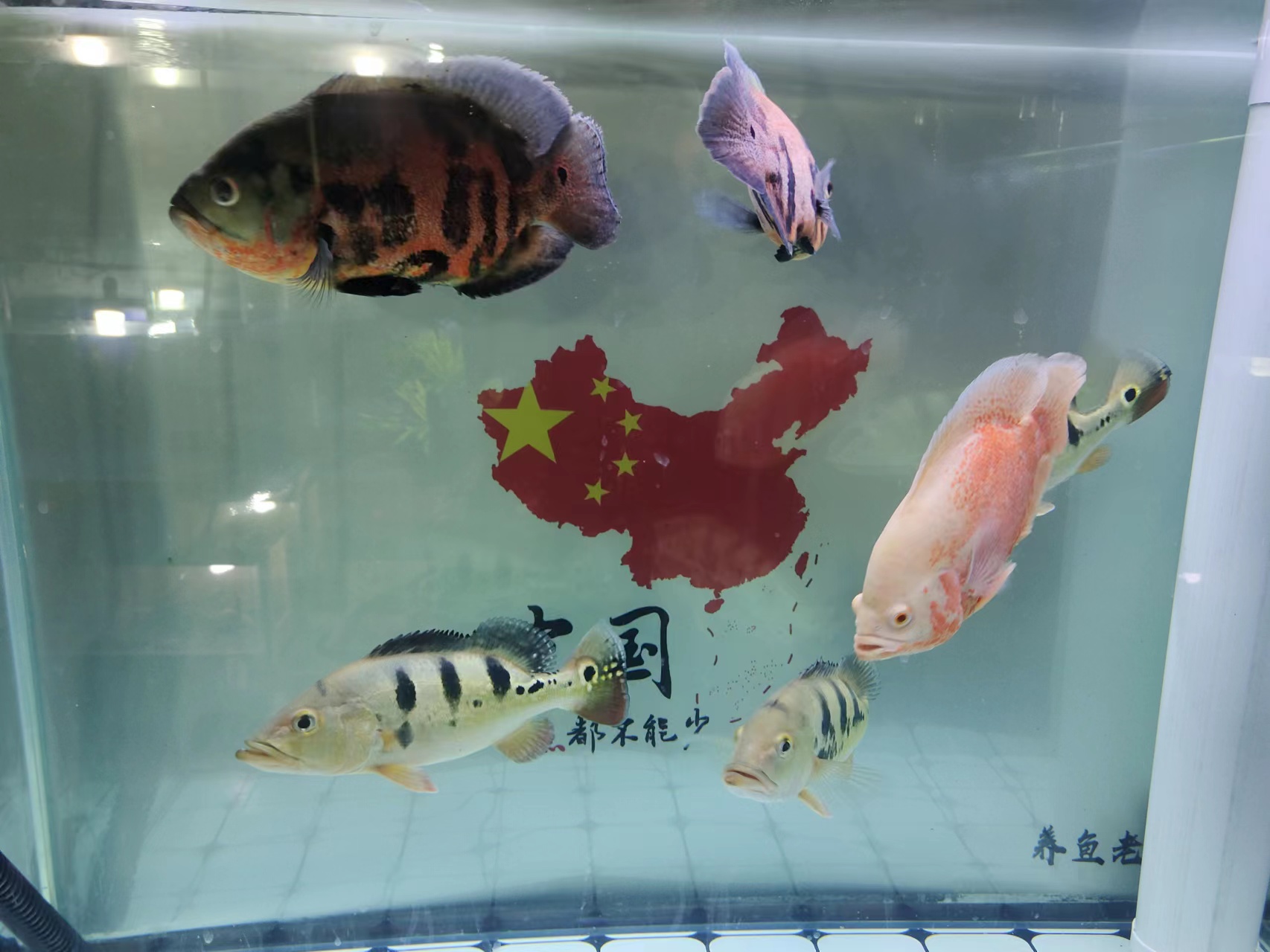 地图鱼间歇性窜缸急躁,地图鱼能爆缸吗