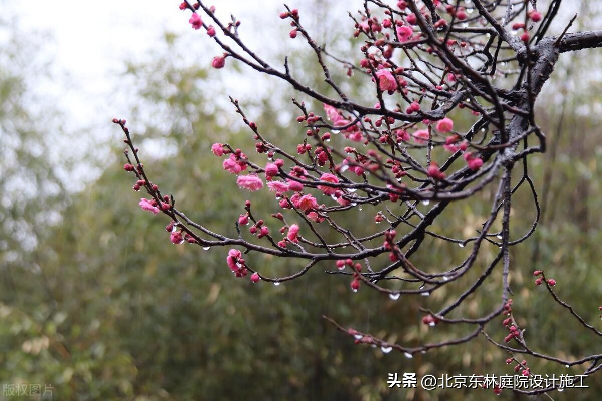 雨天怎么给植物光照,下雨天如何帮植物挡雨