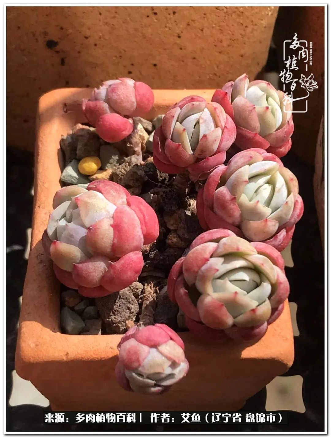 养多肉的意外之喜,养了五年的多肉就剩这几个