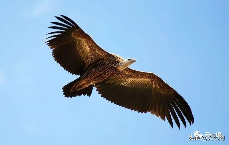 廿四节气纪录片秋分,廿四节气之立夏