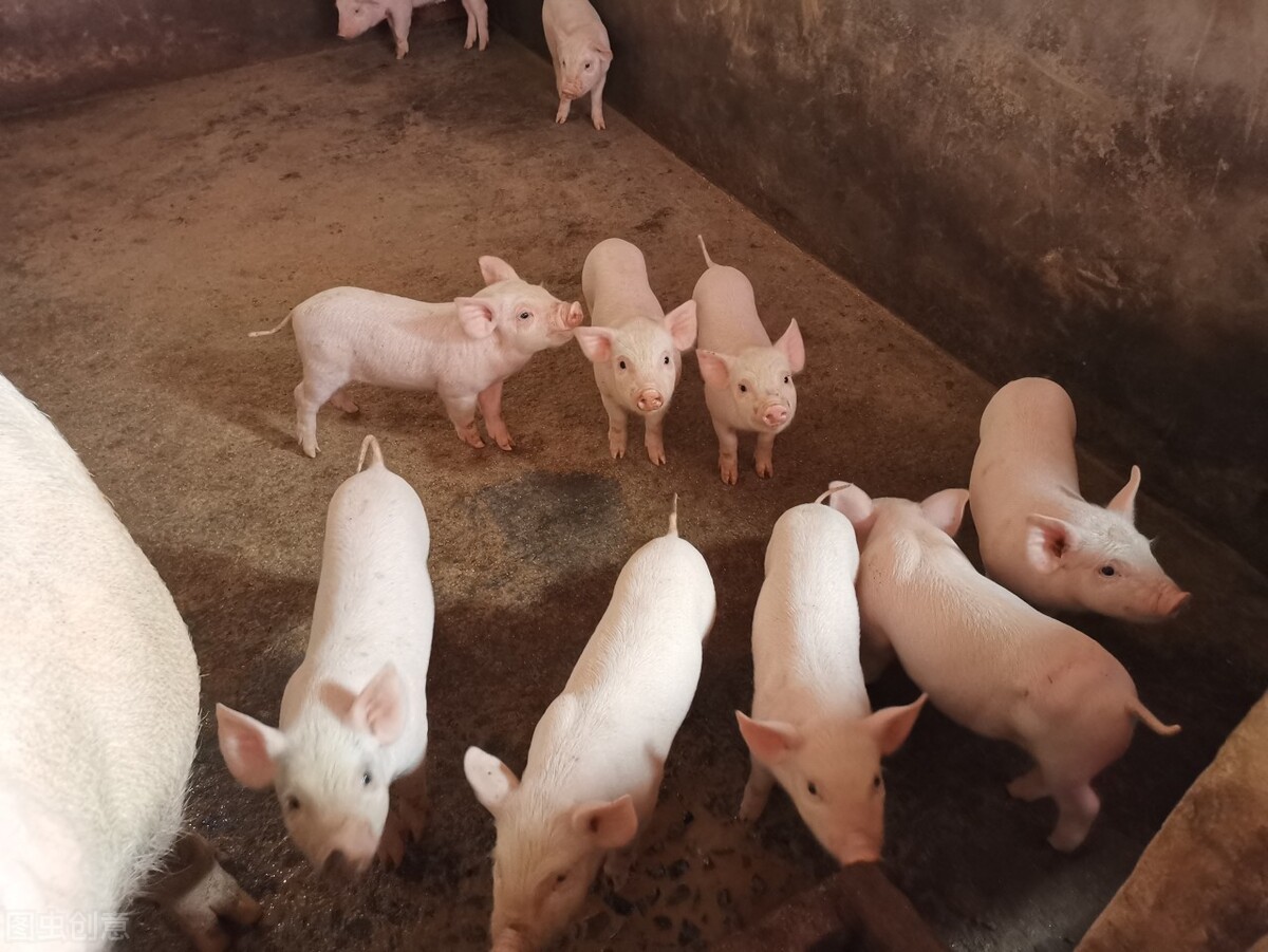 养猪户的技巧和方法,农家养猪小诀窍