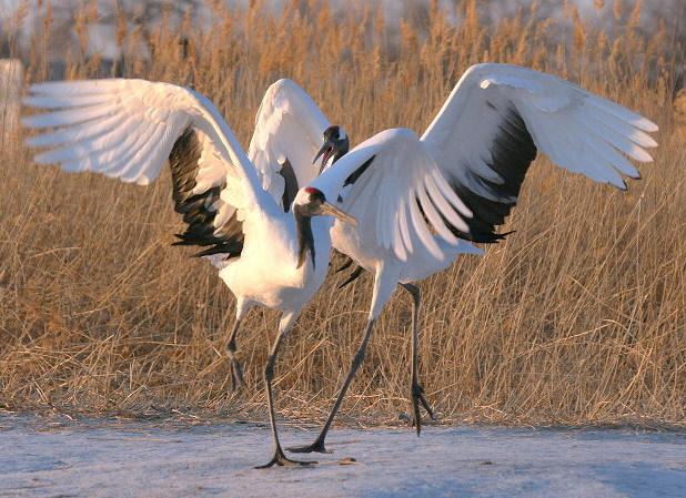 丹顶鹤女孩的故事,丹顶鹤是国鸟吗