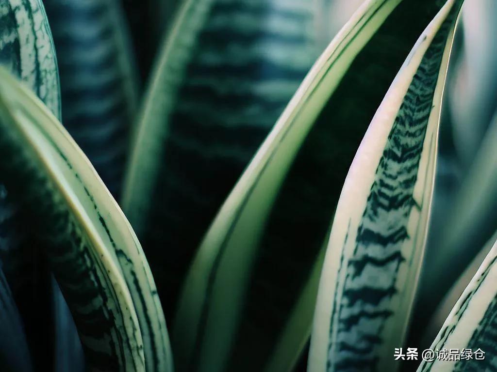 十种室内最好养的花,十种最养不死的花排行榜