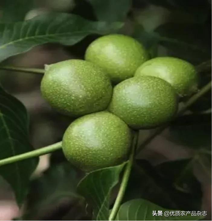 大田薄皮核桃,薄皮核桃小核桃