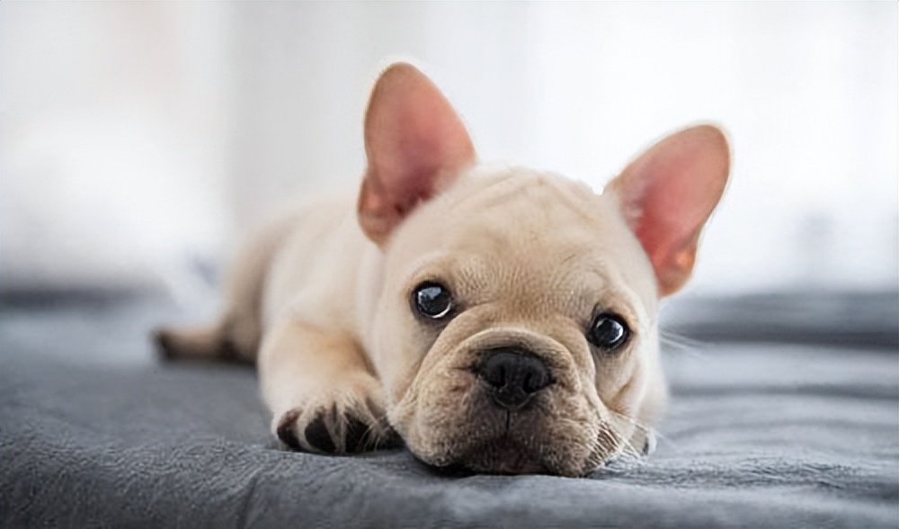 法斗怎么消除体臭,法斗体臭最佳治疗方法