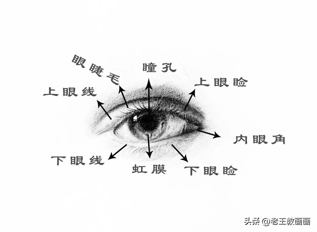 零基础如何画好素描,素描人物头像五官之眼睛结构