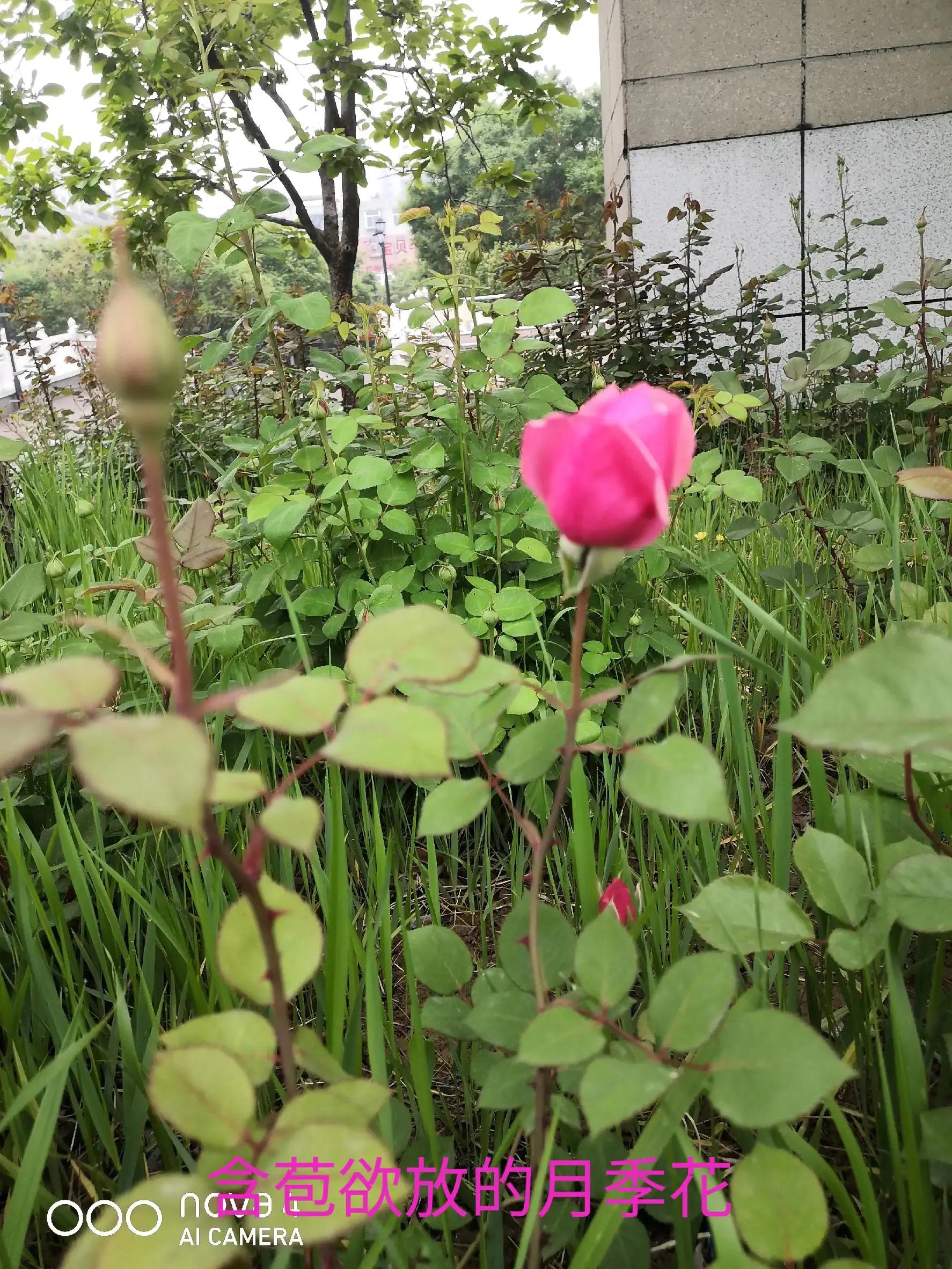 万能写作模板微头条,微头条写作套用公式