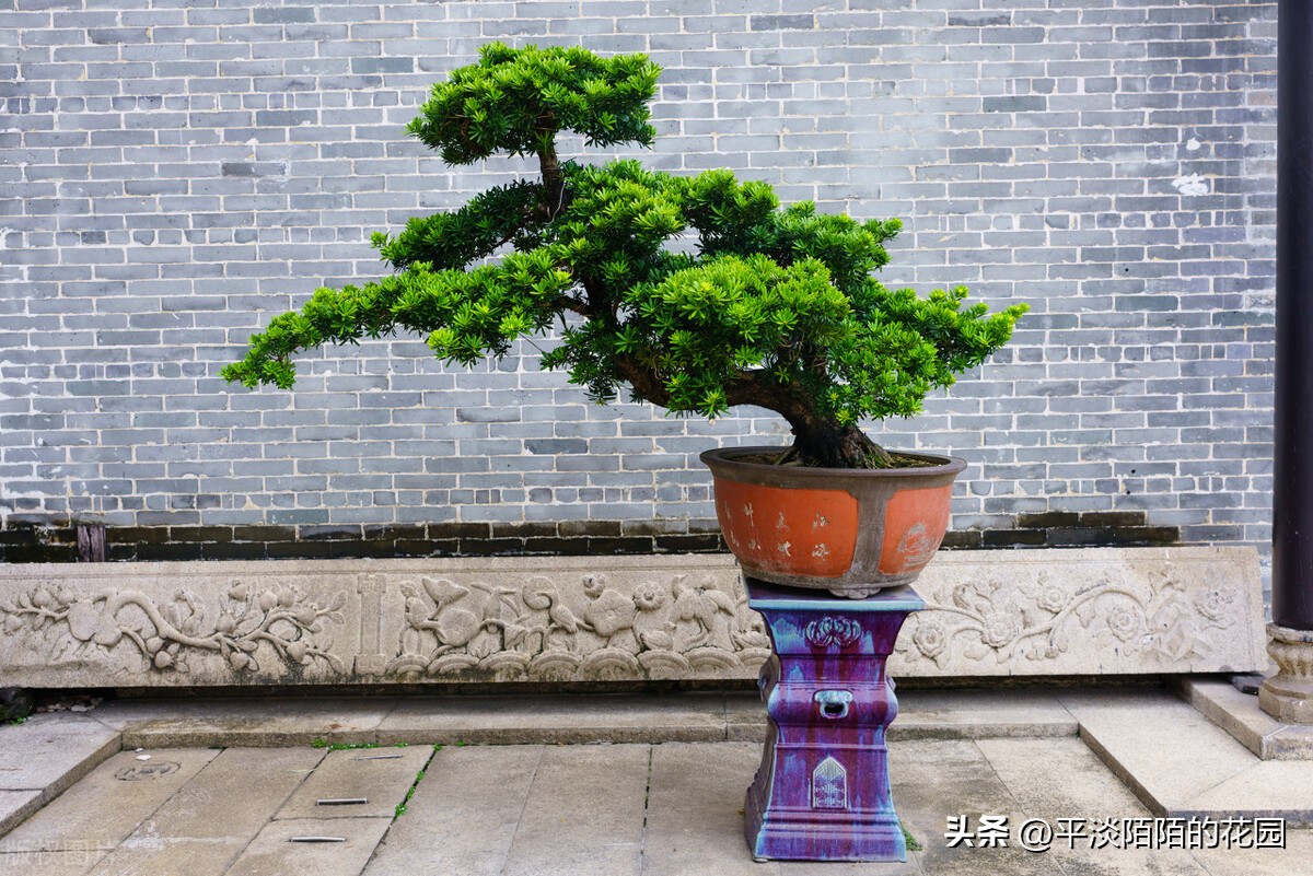 院子种什么花最好风水最旺,院子适合种什么树或花风水好