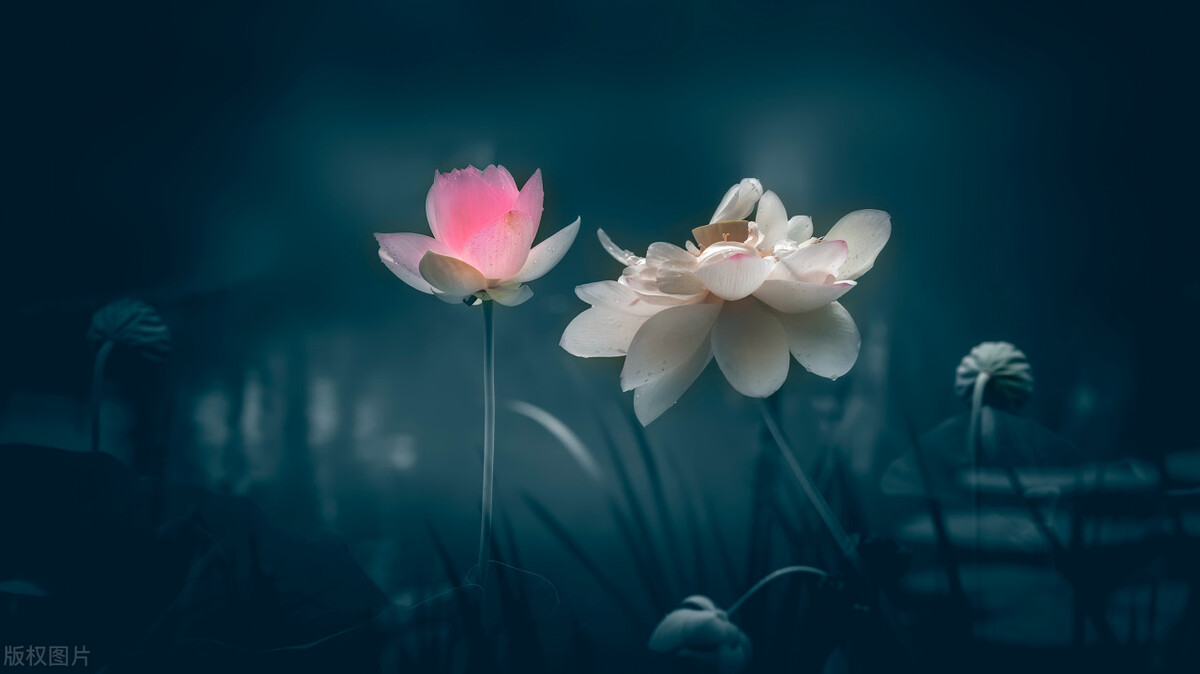 水木然最新生存法则,水木然直播语录精选句句醍醐灌顶