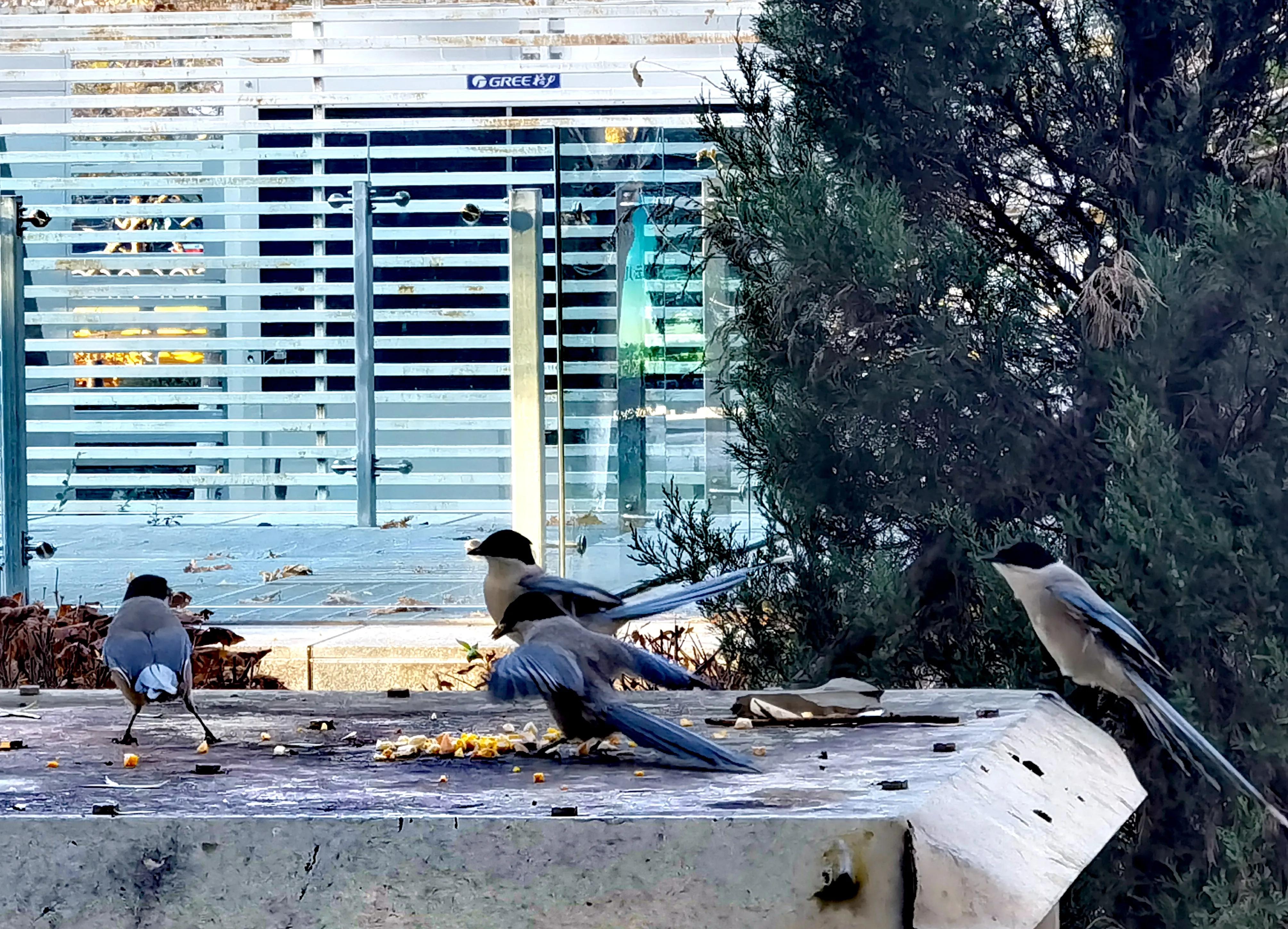 「天下奇观」喜鹊到底算什么鸟活见大妈喂喜鹊吃食真相