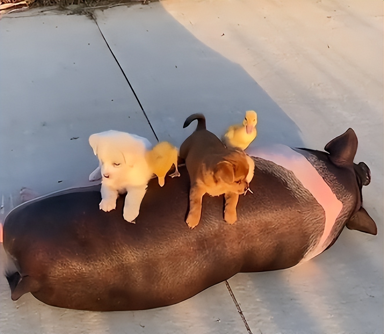 “狗界巅峰”：“把鸭当妈”骑鸭背上，全网最萌小狗吸粉550万