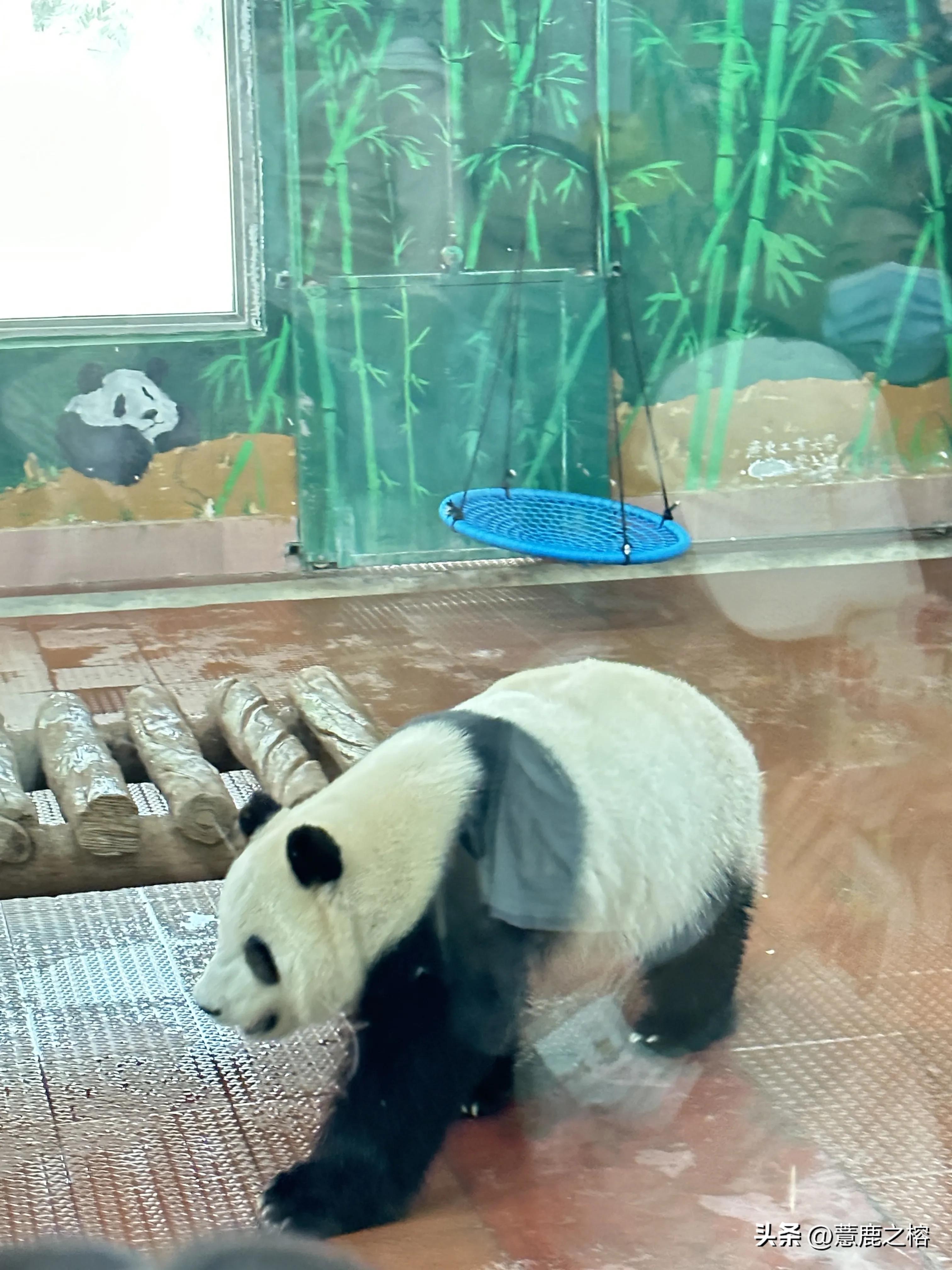 广州动物园附近有什么旅游景点,广州动物园在广州什么区