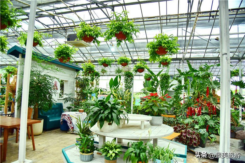 一壶围炉煮茶月引客上万人，佛山旺林艺术花园将网红项目变现