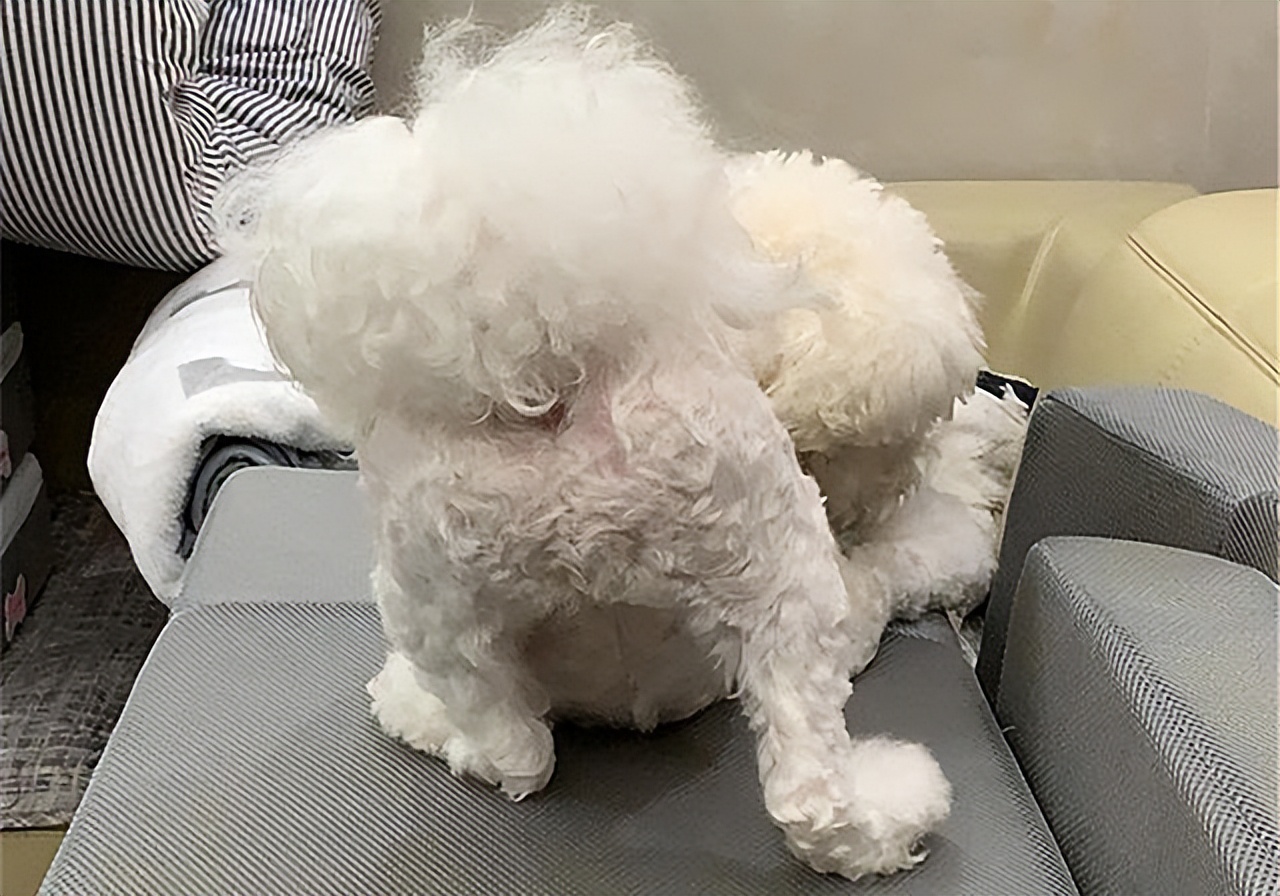 比熊尾巴下垂是什么病,比熊眼圈发红是什么病