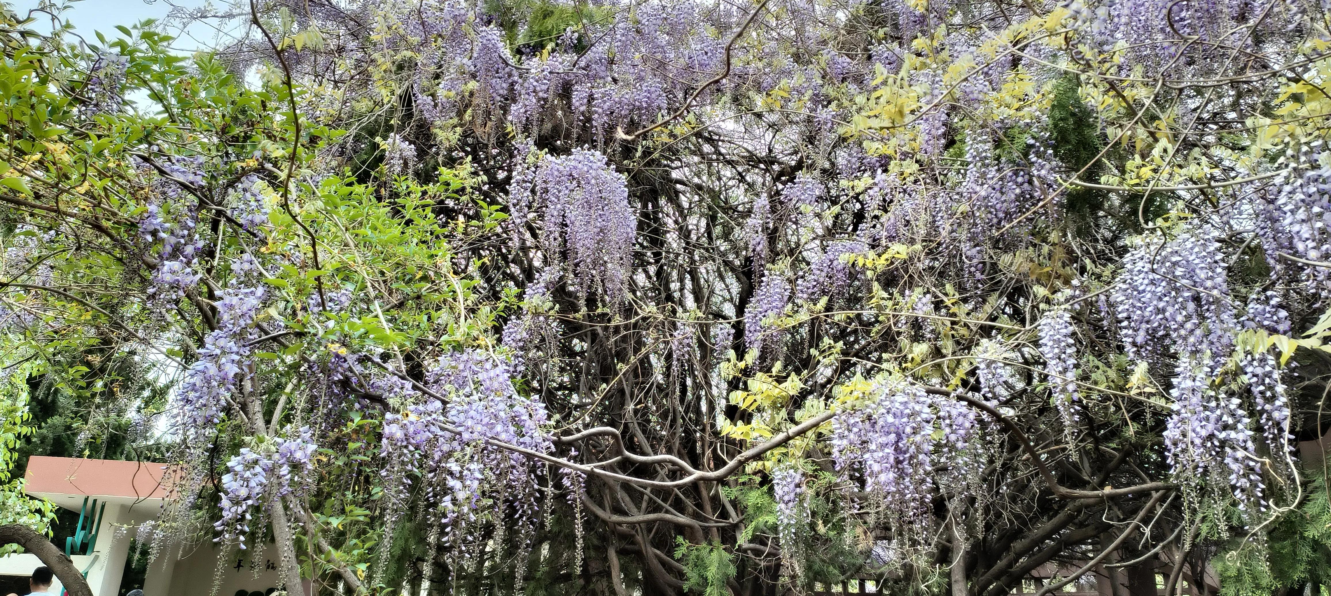 世界第一台全自动洗衣机诞生,中国最早的单缸洗衣机