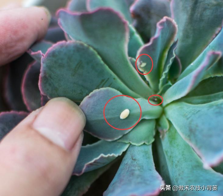 植物上的蚧壳虫防治,用药蚧壳虫能消灭蚧壳虫吗