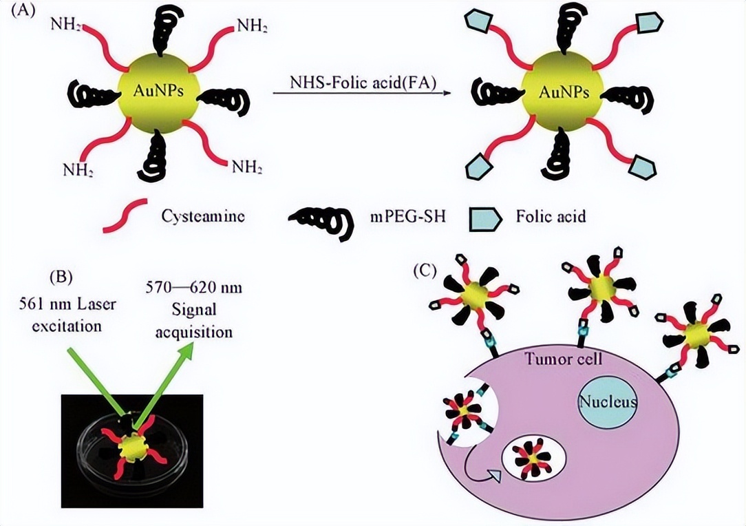 纳米技术在癌症诊断中的应用论文,宫颈癌靶向治疗的研究进展