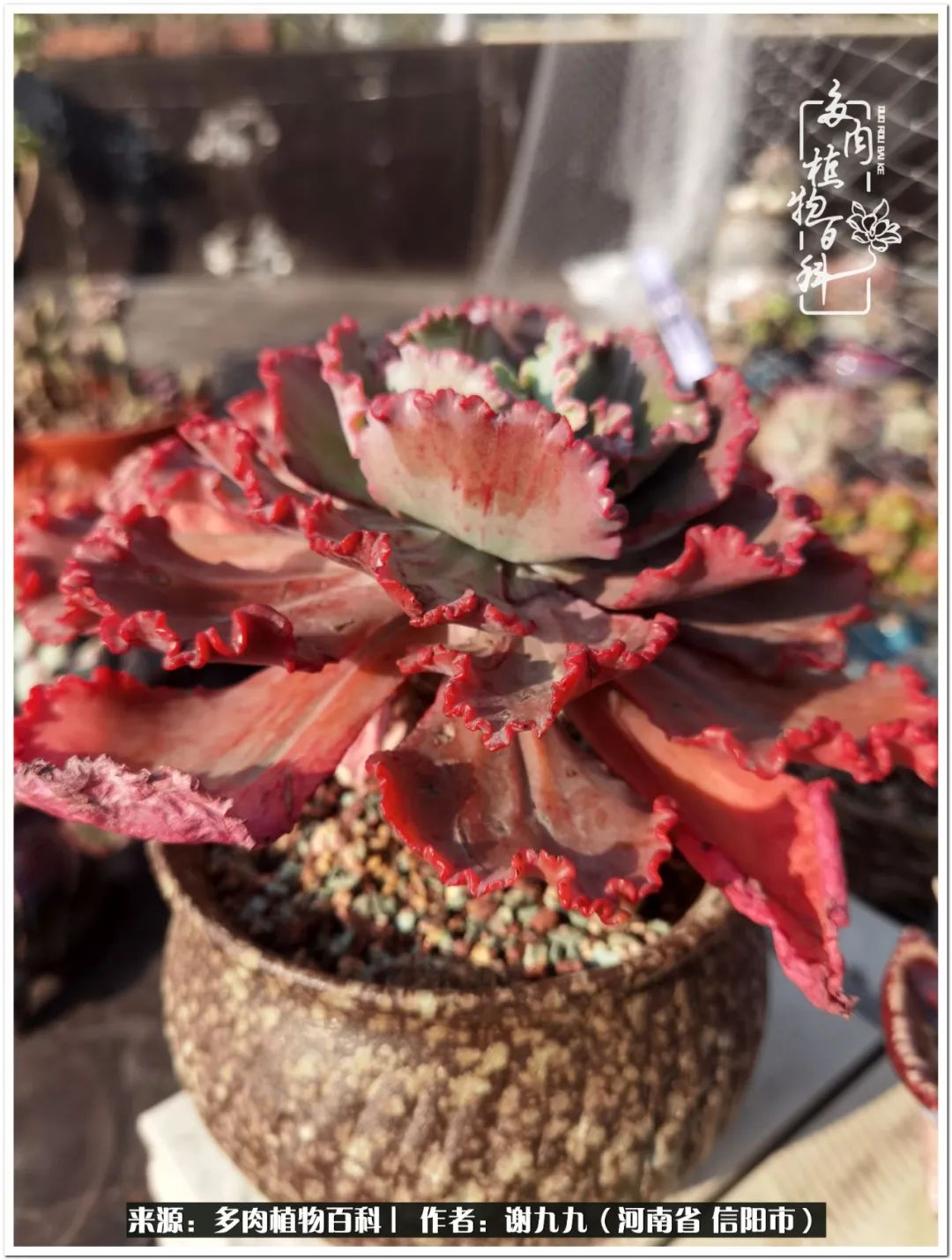 与多肉植物在一起的感怀,与多肉同行